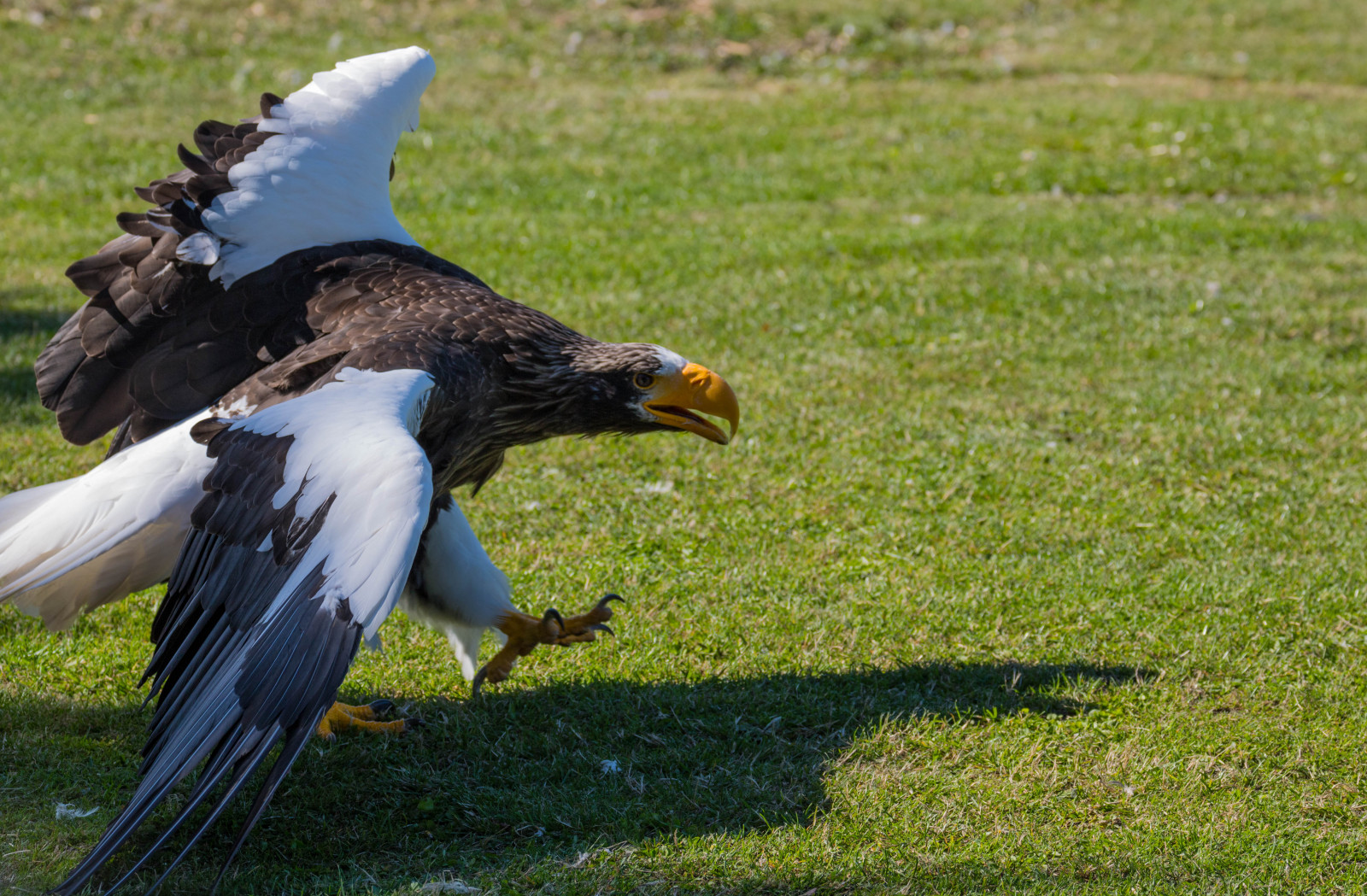 vilda djur och växter, rovfågel, Örn, Danmark, näbb, fågel, rovfågel, danmark, f-gel, skagen, rovf gel, eagleworld, rnreservatet, haliaeetuspelagicus, stellersseaeagle, j ttehavs rn, fauna, ryggradsdjur, hökfåglar
