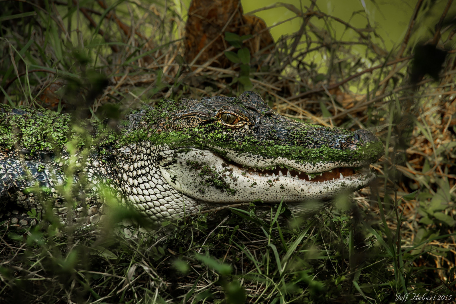 zvěř, Volně žijících živočichů, plazi, plaz, krokodýl, fauna, aligátor, obratlovců, Crocodilia, americký aligátor, Lacertidae, lacerta, krokodýl nilský