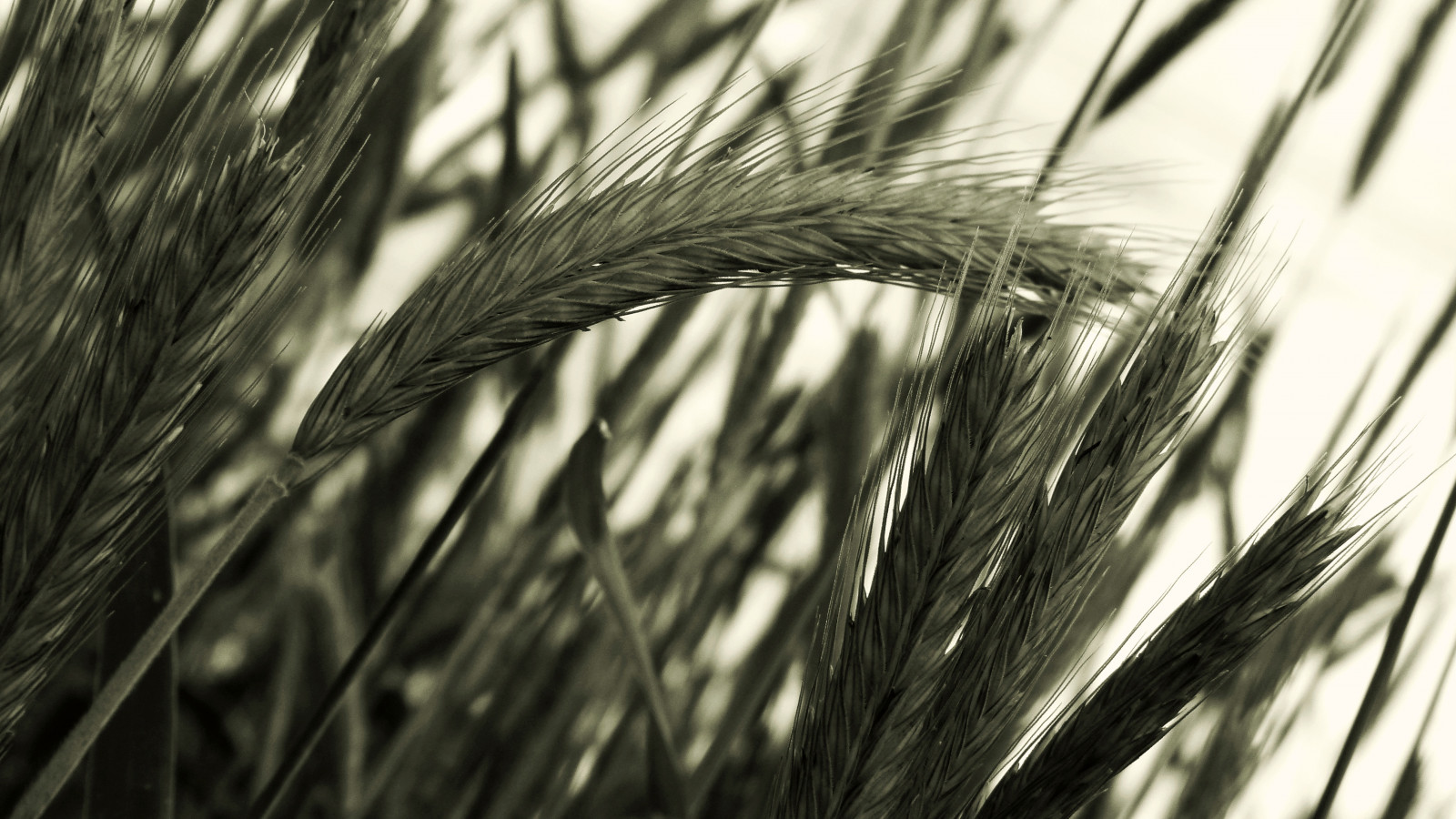 monocromo, erba, ramo, grano, Grano, Segale, cereale, orzo, leggero, albero, pianta, bw, piuma, SW, licht, Getreide, raccolto, ramoscello, bianco e nero, fotografia in bianco e nero, orecchio, avvicinamento, fotografia macro, famiglia di erba, staminali vegetali, cibo grano, merce, triticale, farro, HRE, stock photography