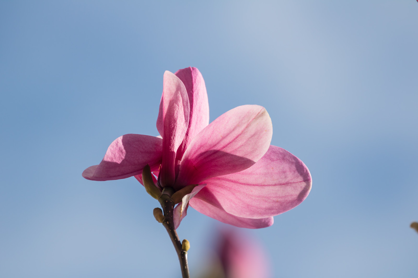 Magnolia Rosa Wallpaper : sky, blossom, pink, magnolia, flower, flora, blomma ...