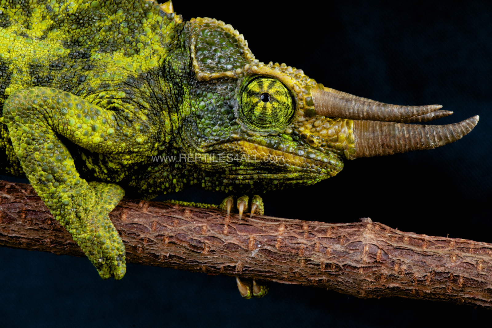 Eidechsen, Hörner, Tierwelt, Drachen, Afrika, afrikanisch, gehörnt, Tansania, Reptilien, Kenia, Tier, Eidechse, Reptil, Raubtier, männlich, Fauna, Dinosaurier, Skaliertes Reptil, Organismus, Chamäleon, Reptilien4all, Matthijskuijpers, Iguania, Baumartig, Mgkuijpers, Chamaeleo, Täglich, Triocerosjacksoniixantholopus, terrestrial animal