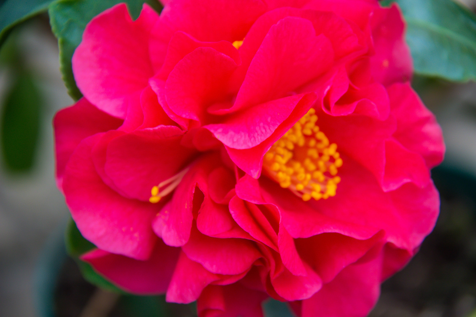 růže, růžový, květ, rostlina, flóra, Blomma, okvětní lístek, vellingeblomman, suchozemská rostlina, kvetoucí rostlina, makro fotografie, zahradní růže, růže rodina, floribunda, japonské kamélie