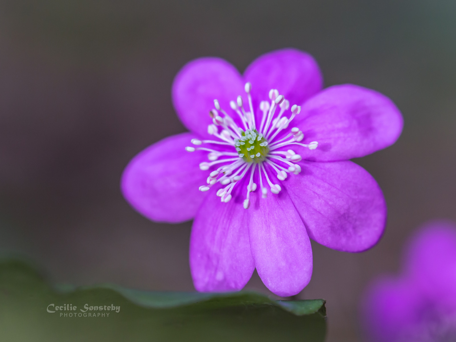 růžový, květiny, modrý, květ, makro, Oslo, detailní, les, Kánon, březen, Lístky, mech, jaro, zastavit, nachový, bokeh, ngc, okvětní lístek, npc, stonky, Bygd y, jaterník, markiii, bl sippa, anemonehepatica, commonhepatica, canon5dmarkiii, ef100mmf28lmacroisusm, takenwithhardwork