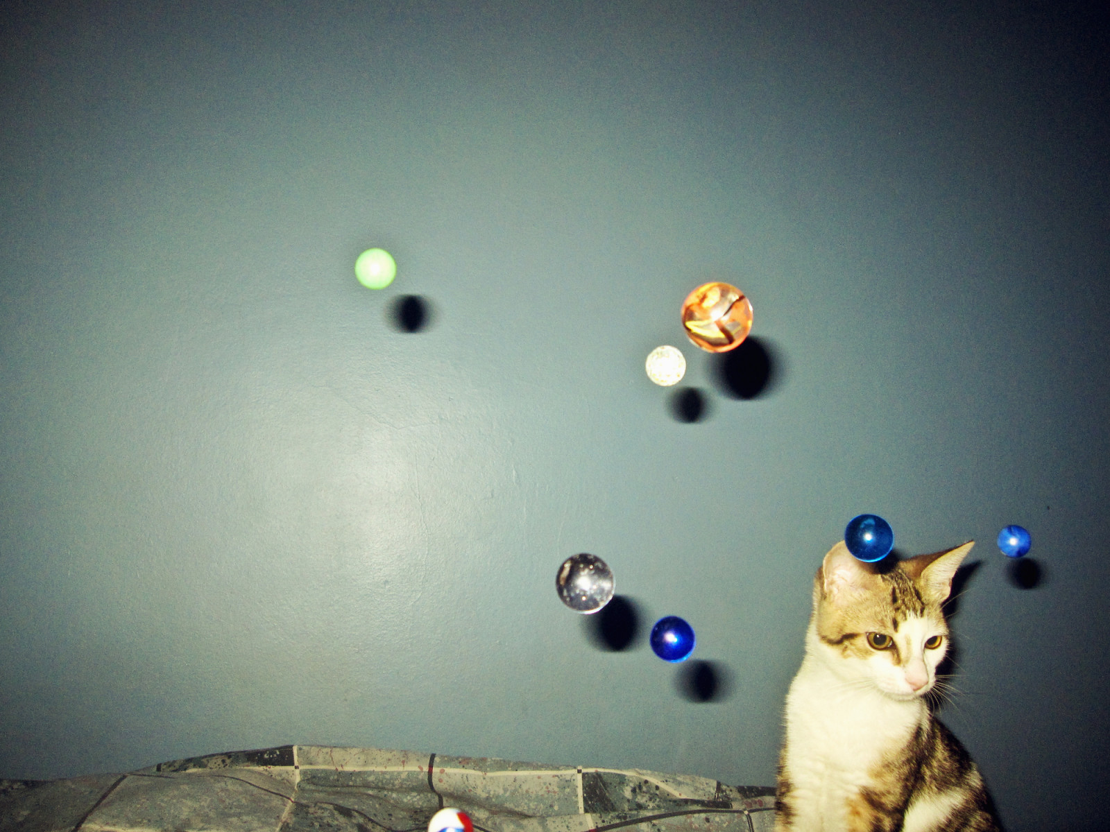 kočka, portrét, nebe, geometrie, kníry, padající, vzduch, kočky, lodě, kuličky, kočka jako savci, malé až středně velké kočky, zátiší fotografování, koule, Natashakehakinski