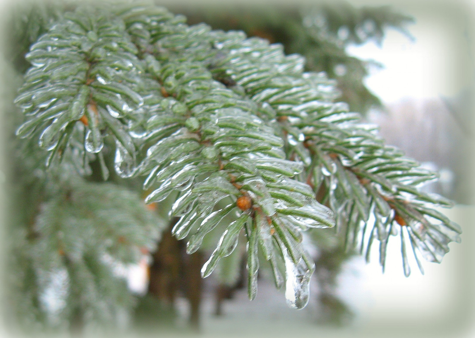 vinter, Canada, is, Ottawa, kviste