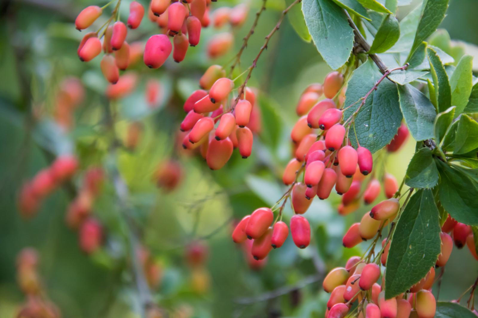 jídlo, zahrada, ovoce, bar, jeřáb, Evergreen, podzim, květ, rostlina, bobule, flóra, Lund, h st, botaniskatr dg rden, exif modelu canoneos760d, geocountry, Kamera aby kánon, geocity, Model fotoaparátu canoneos760d, geostate, geolocation, EXIF čočka efs18200mmf3556is, EXIF otvor 56, exif focallength 200mm, exif aby kánon, exif isospeed 1600, Botanická zahrada, Botan, T dg rd, vyrobit, botanika, suchozemská rostlina, kvetoucí rostlina, dřevina, keř, Sorbus, čínský hloh, Schisandra