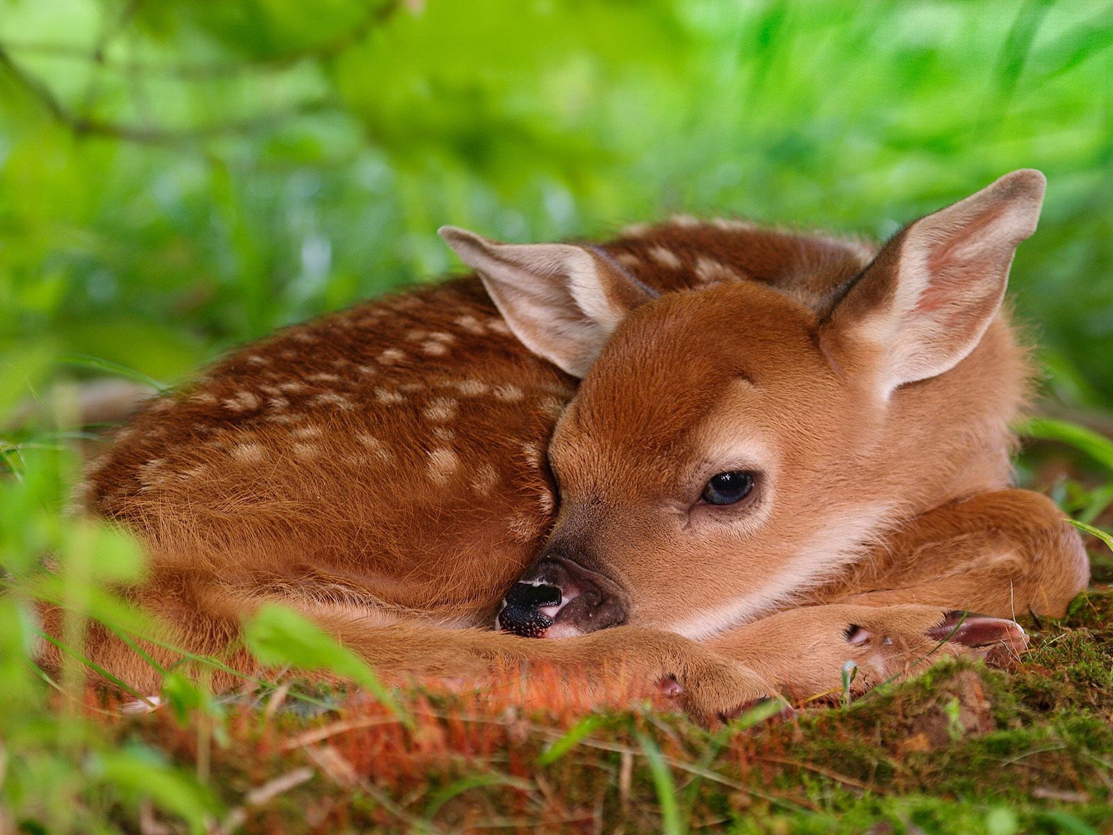 1600x1200 px, djur, baby djur, rådjur, killingpar
