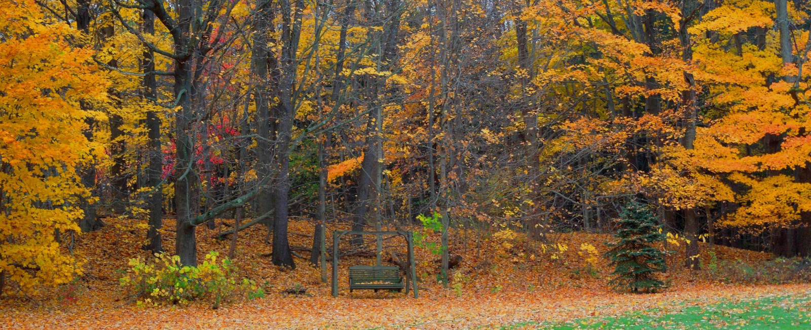 stromy, les, houpačka, říjen, Klid, mír, Ohio, 2014, strom, podzim, list, sezóna, podzimní listí, les, louka, portagecountyohio, mogadoreohio, zálesí, prérie, místo výskytu, přírodní prostředí, dřevina, ekosystém, mírné jehličnatý les, biome, smíšený les, opadavý, modřín, redleaves, barrentrees, goldenleaves, woodenswing, edgeofthewoods