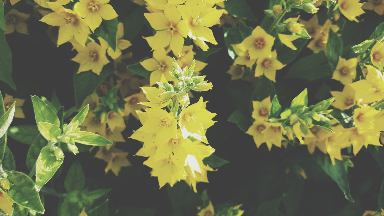 rostliny, větev, žlutý, jaro, podzim, list, květ, rostlina, flóra, divoká rostlina, 3264x1836 px, Hypericum