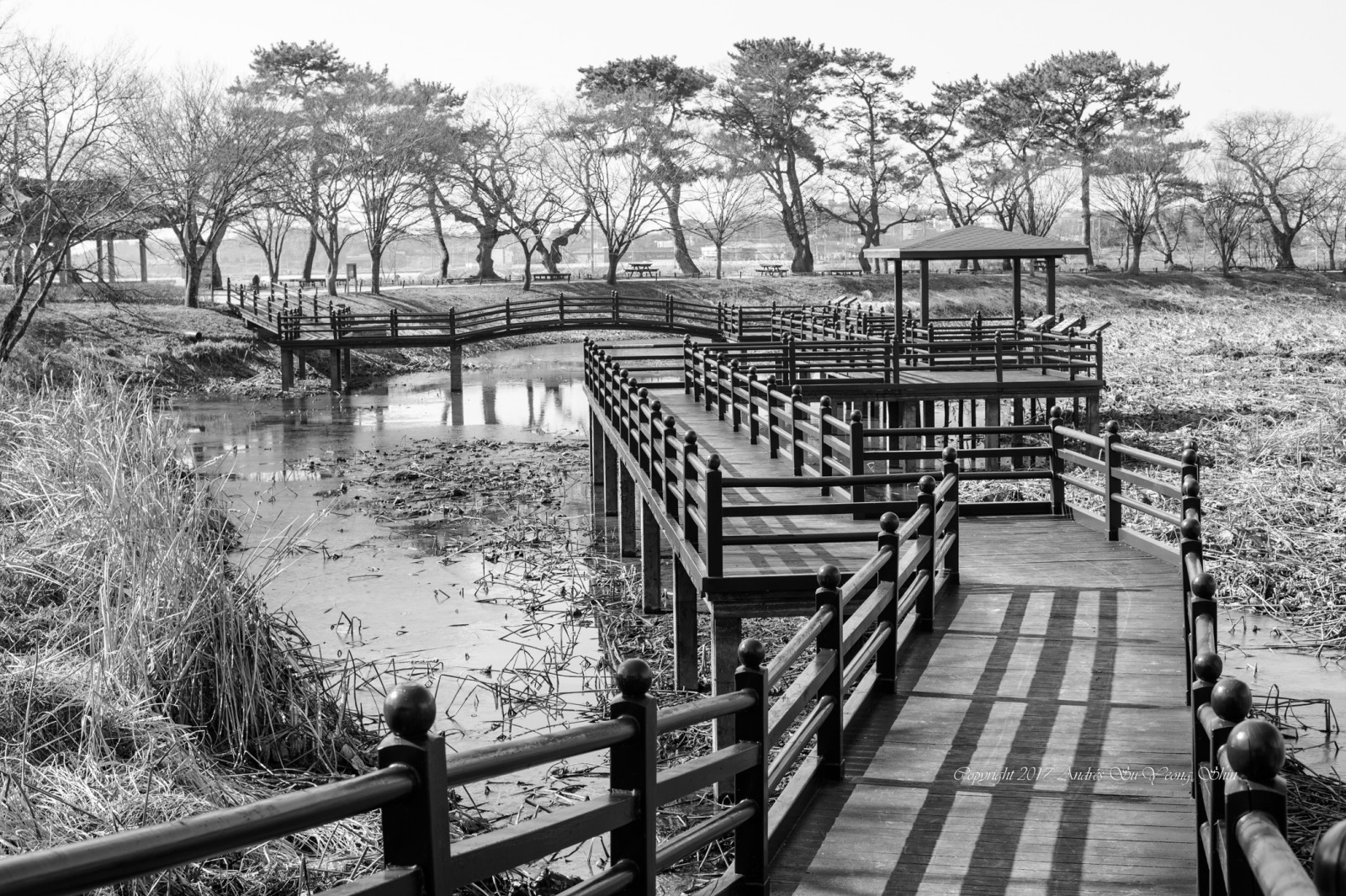 Nikon, d4, NIKKOR, 50mm, 50mmf18, 508g, Dam, Estanque, vand, agua, afspejling, Reflejo, dæk, skygge, Sombra, pino, fyrretræ, bw, 365, Jinju, Corea, Korea, vinter, invierno