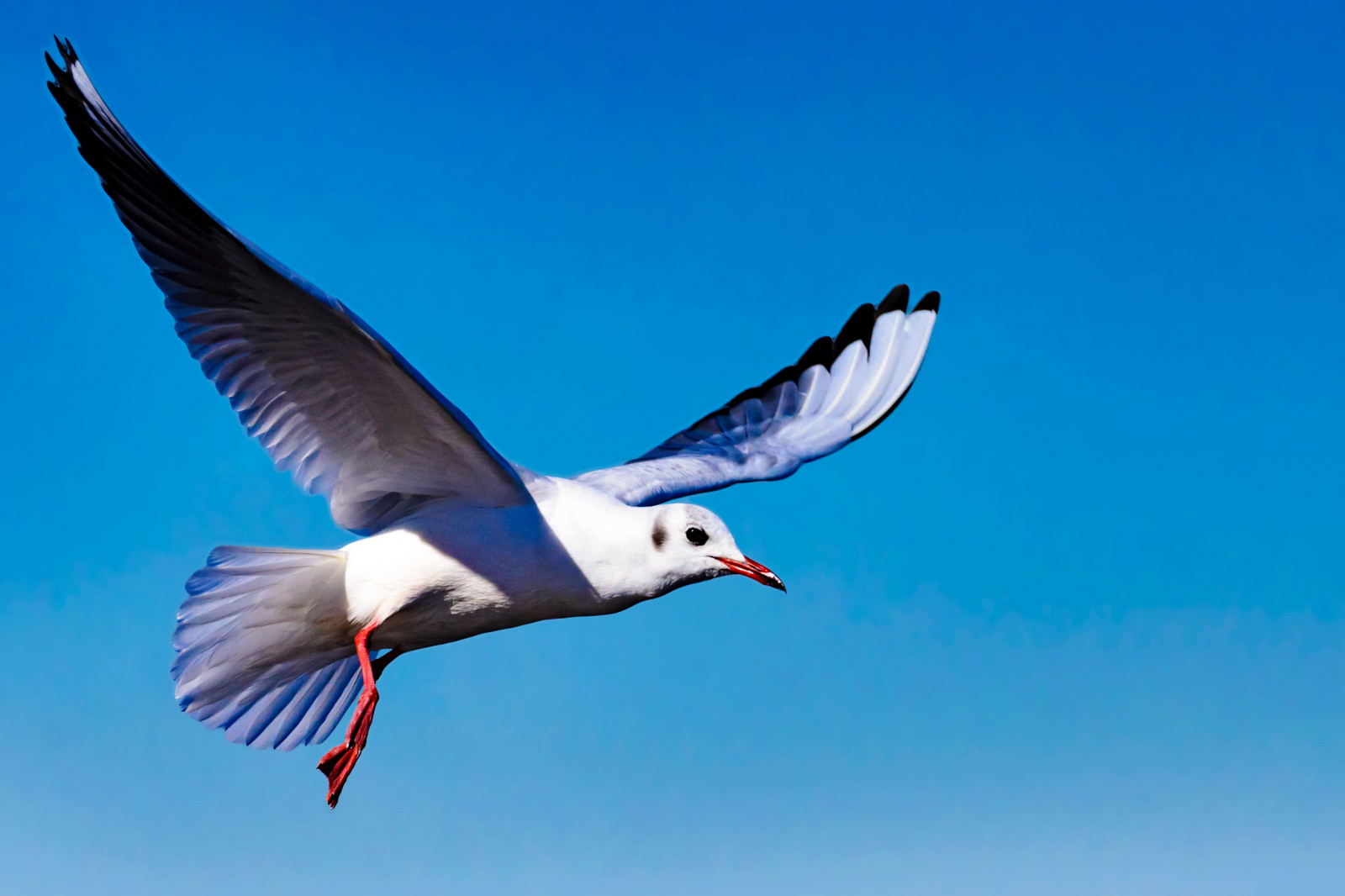 Japonsko, moře, město, ulice, stvoření, nebe, park, zima, modrý, Volně žijících živočichů, Nikon, Yokohama, zobák, Létat, Únor, Let, 2017, Tamron, zvíře, venkovní, pták, racek, D7000, Pírko, přístav, racek, mořský pták, křídlo, Kanagawa, fauna, vodní ptáci, 70300 mm, Charadriiformes, nikonclubit, blackheadedgull, nakaward, ymashita cho, ymashitapark, yokohamaport, bikeh, sp70300mmf456divcusd, A005, modela005, racek stříbřitý