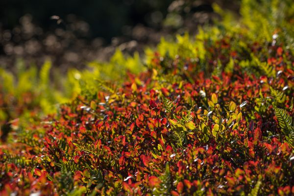 sunlight,forest,garden,nature,grass,macro