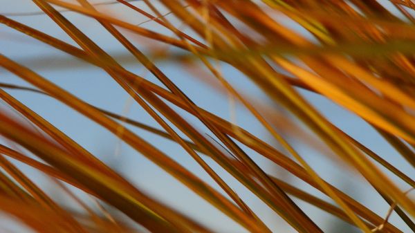 sunlight,grass,macro,fall,branch,herb