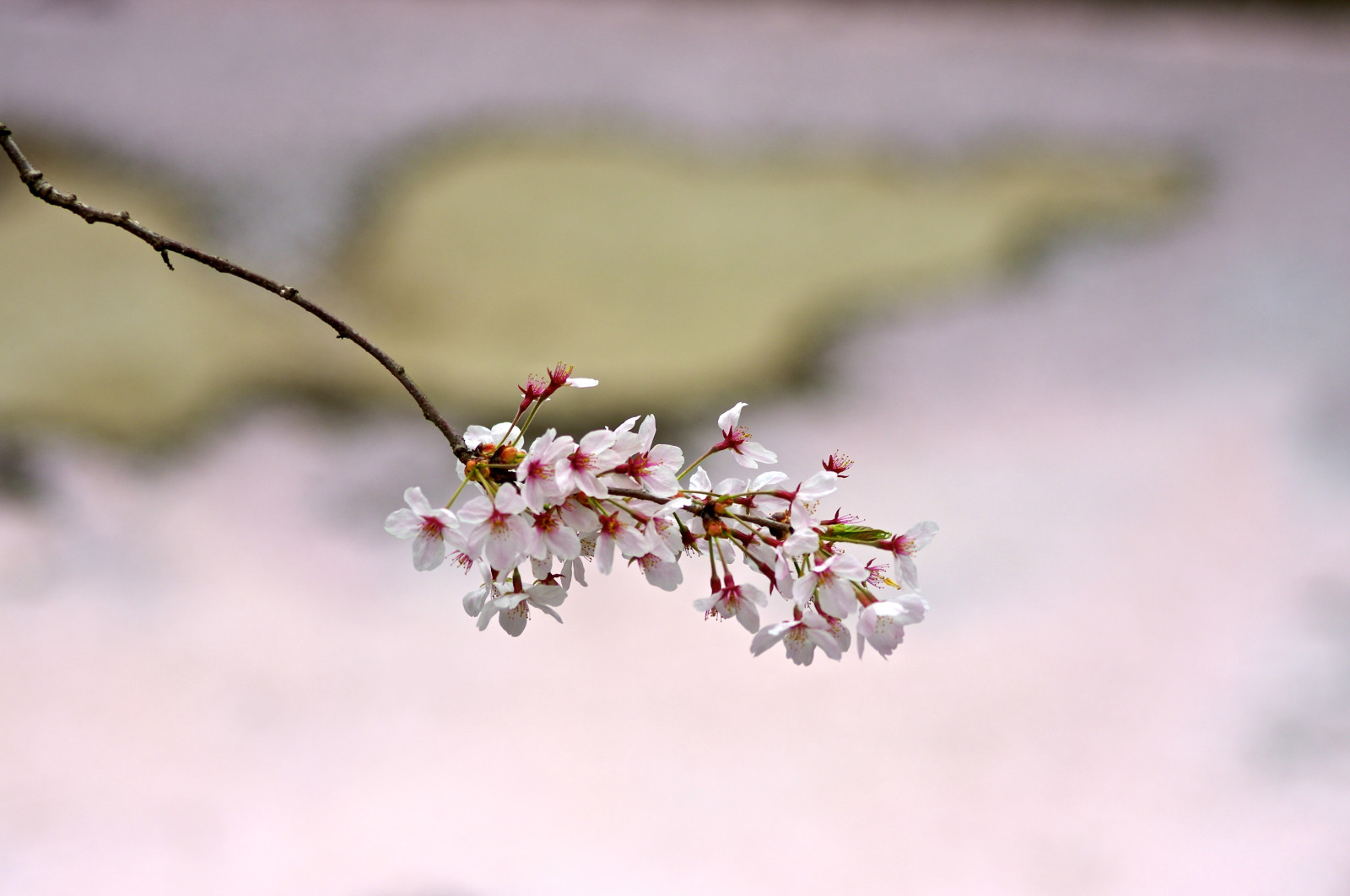blomst, blomst, afdeling, forår, Kvist, flora, plante, cherry blossom, vinter, kronblad, makrofotografering, stængelplante, sne, træ