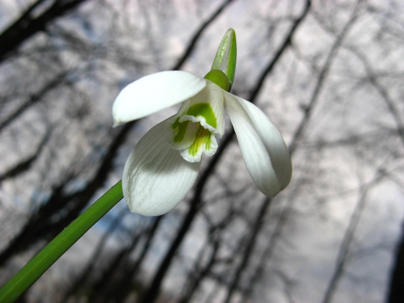 Wallpaper white, green, blossom, spring, flower, flora, bud, snowdrop