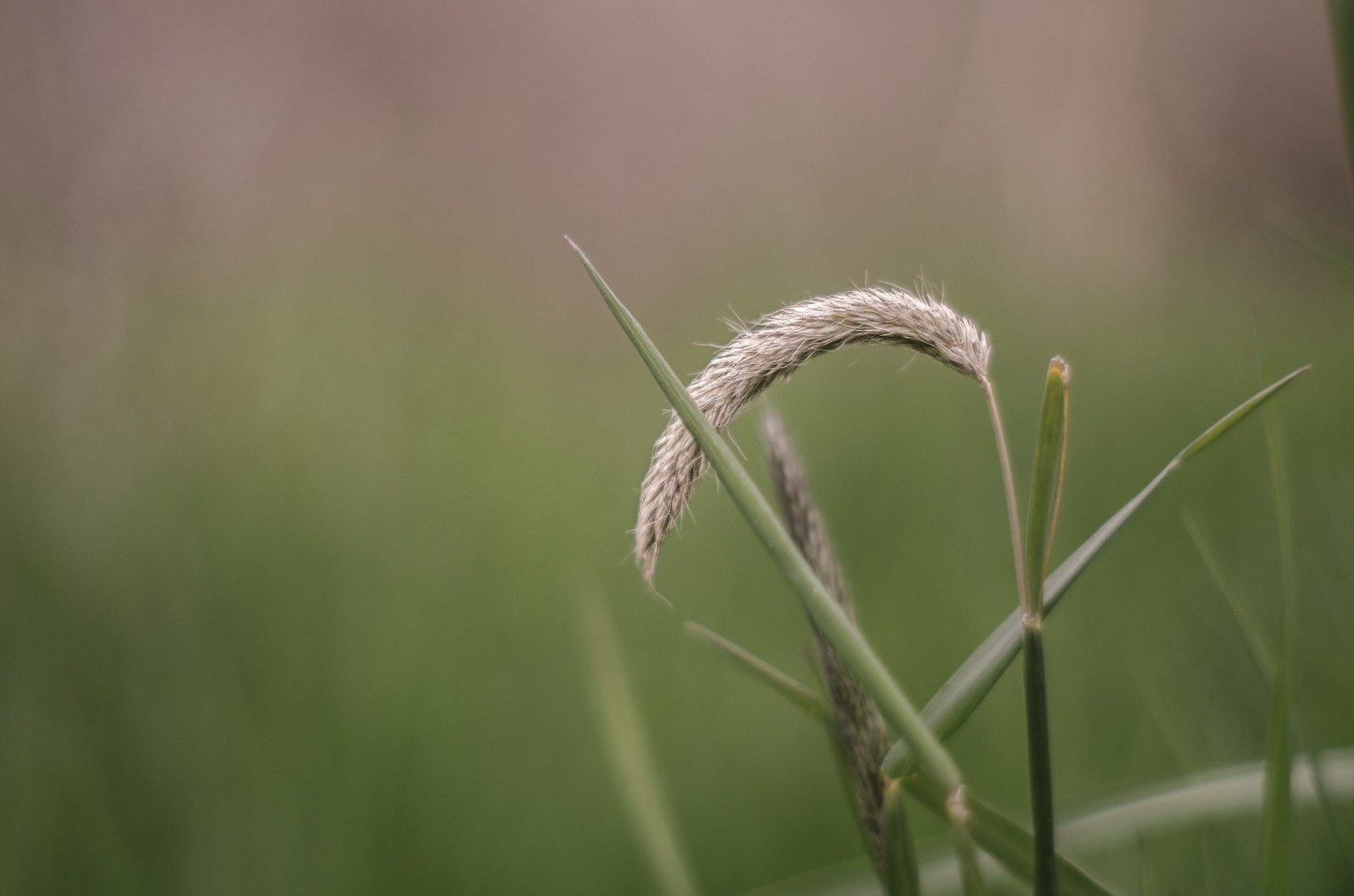 Wallpaper depth of field, nature, plants, branch, green, brown, straw