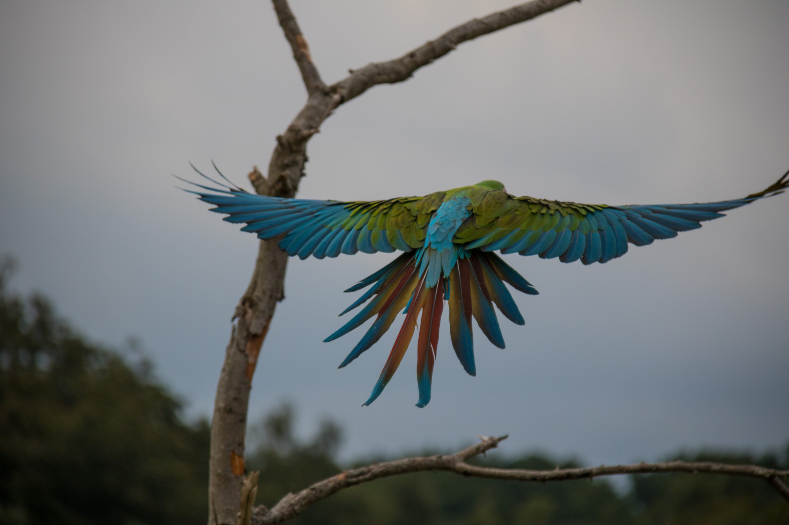 Příroda, Papoušek, větev, Volně žijících živočichů, Dánsko, zobák, květ, pták, Danmark, f gel, exif modelu canoneos760d, geocountry, Kamera aby kánon, geocity, Model fotoaparátu canoneos760d, geostate, geolocation, EXIF čočka efs18200mmf3556is, EXIF otvor 56, exif focallength 200mm, exif aby kánon, EXIF isospeed 320, papoušek, ara, fugleparken, Graested, greatgreenmacaw, buffonsmacaw, papegoja, araambiguus, st rresoldatara, thegreatmilitarymacaw, křídlo, fauna, prohlížení pták, obratlovců, andulka, Společný pet andulka