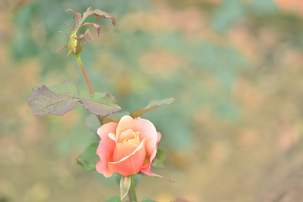 růže, rostlina, květ, Příroda, surgens, Rosas, rosa, Mawar, meningkat, dosti, květiny, světlo, valentýnský, hoa, bulaklak, Floare, blume, flor, fiore, Blomma, bl th, květ, bunga