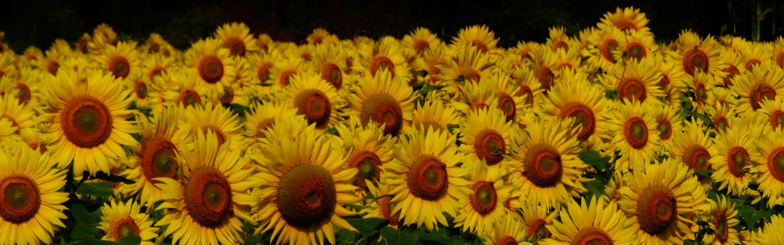blomster, panorama, gård, panoramisk, solsikker