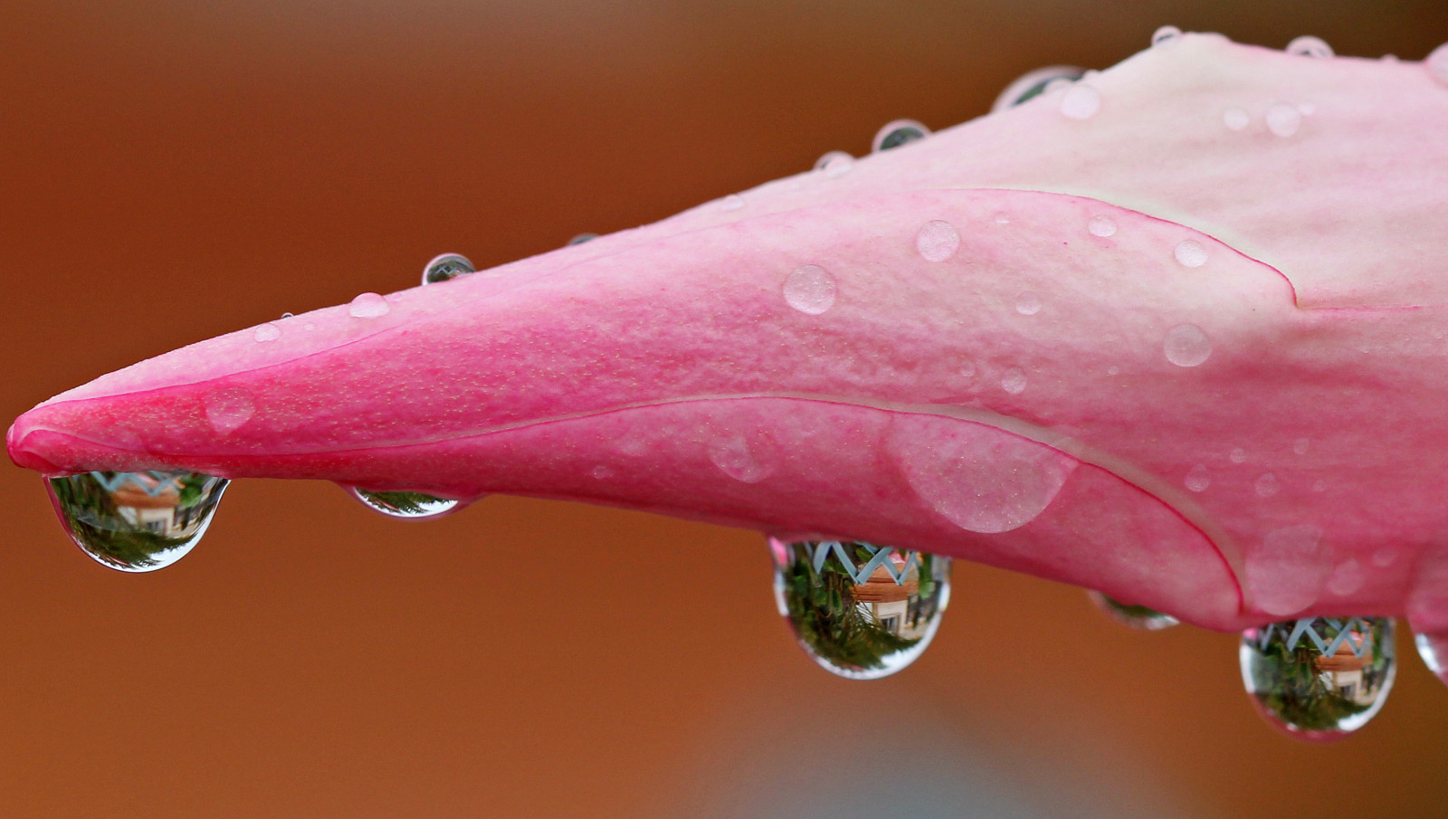 rosado, flor, Reflexiones, gotas de agua, Parpadear de nuevo, Bestevercompetitiongroup, La belleza de la flor