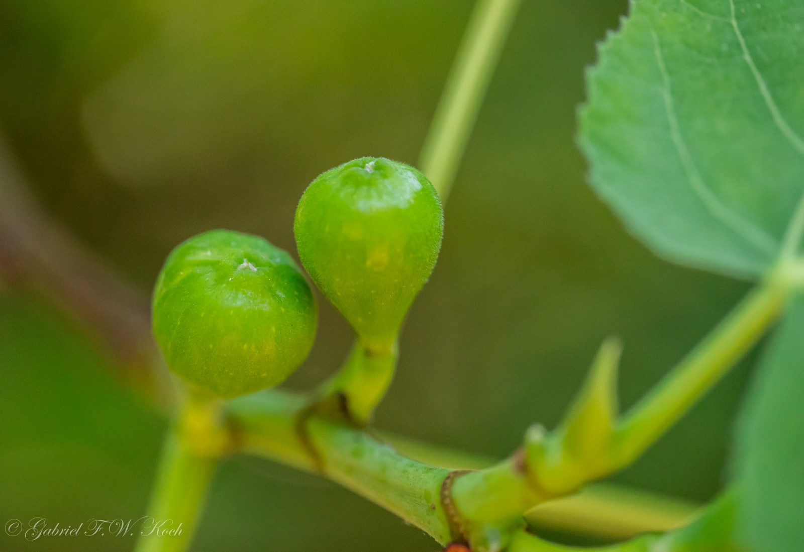 สีแดง, ส้ม, สีน้ำตาล, ต้นไม้, สีเขียว, ใบไม้, ใกล้ชิด, Canon, สวน, ภายนอก, eos, dof, bokeh, กลางแจ้ง, สาขา, 100 มม, กิ่งไม้, มะเดื่อ, มะเดื่อ, ฝอย