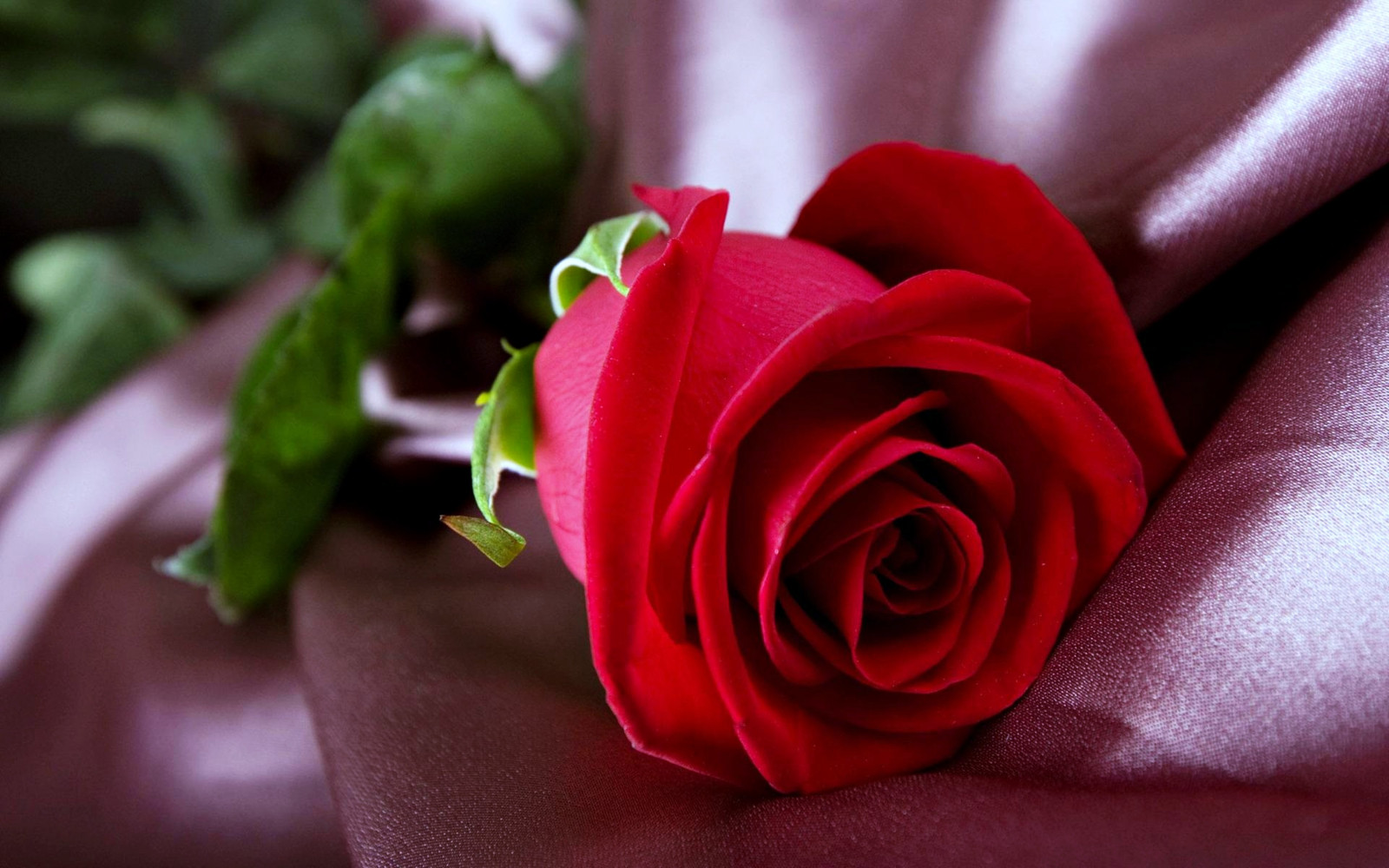 fleurs, rouge, la photographie, fermer, Rose, rose, fleur, plante, pétale, Plante terrestre, plante à fleurs, fermer, Photographie macro, Floristique, Roses de jardin, Famille rose, bouquet de fleurs, arrangement floral, art floral