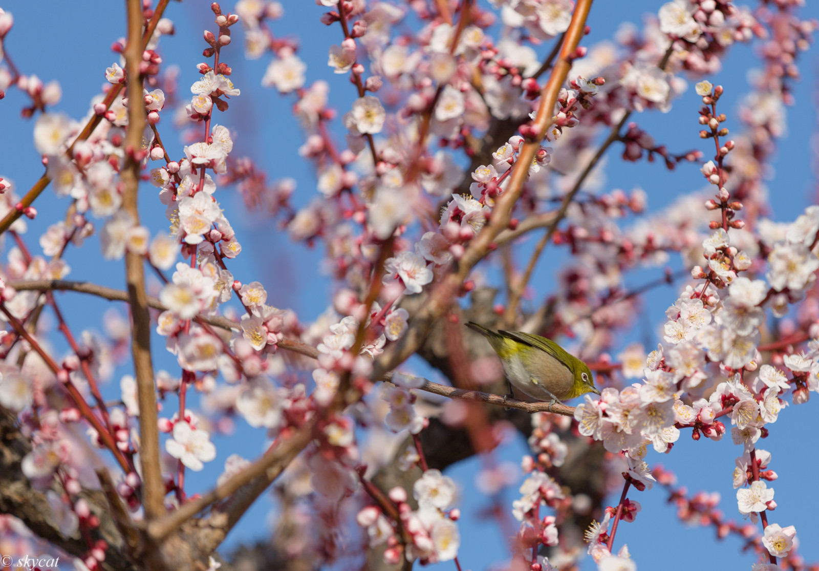 Japonsko, nebe, větev, Třešňový květ, květ, jaro, Osaka, strom, ovocný sad, rostlina, švestka, UME, flóra, japaneseapricot, větvička, závod stonek, prunus, Plumgarden, Plumgrove, Bílé oči