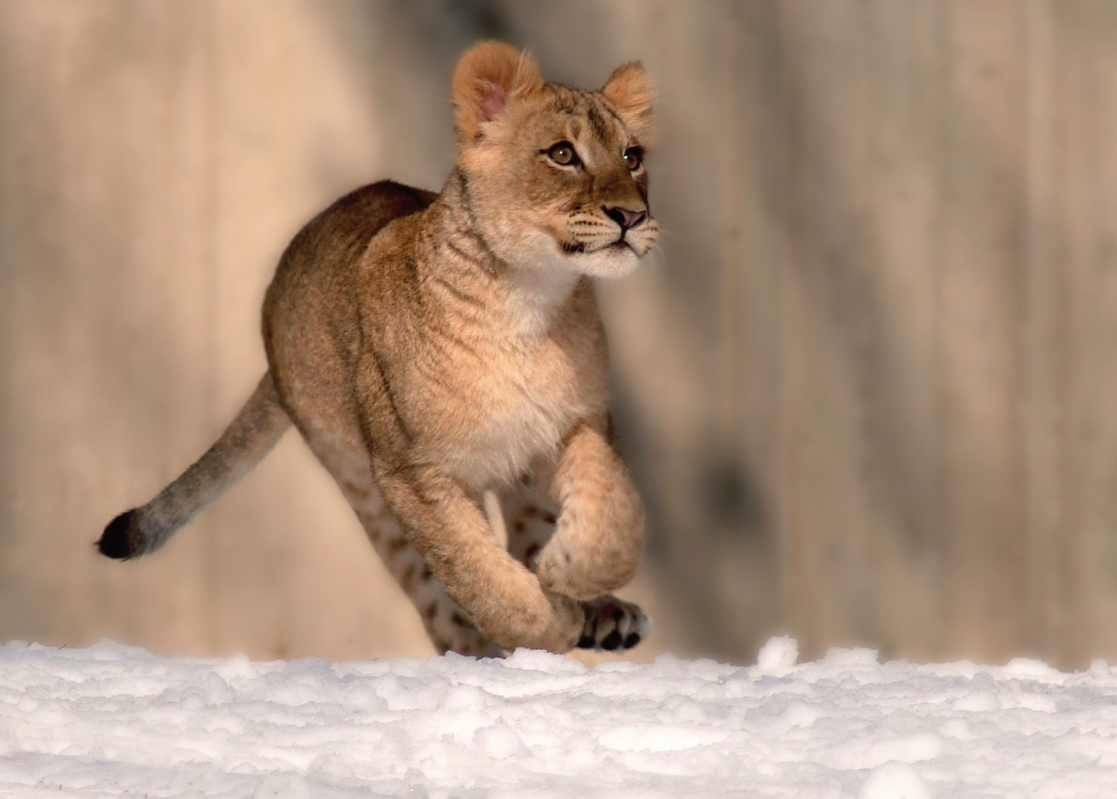 puma rihanna fenty jaune