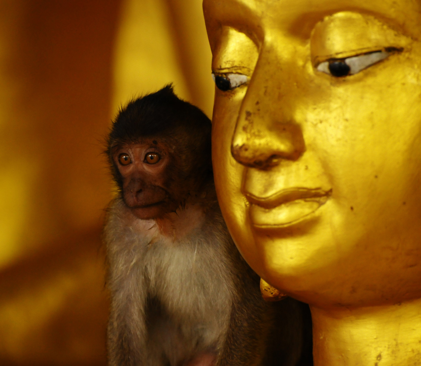 pattedyr, hvirveldyr, primat, tempel, makak, snude, gamle verden abe, ny verden abe
