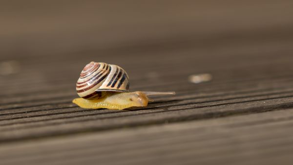 macro,stripes,snail,escargot,rayures,macromondays