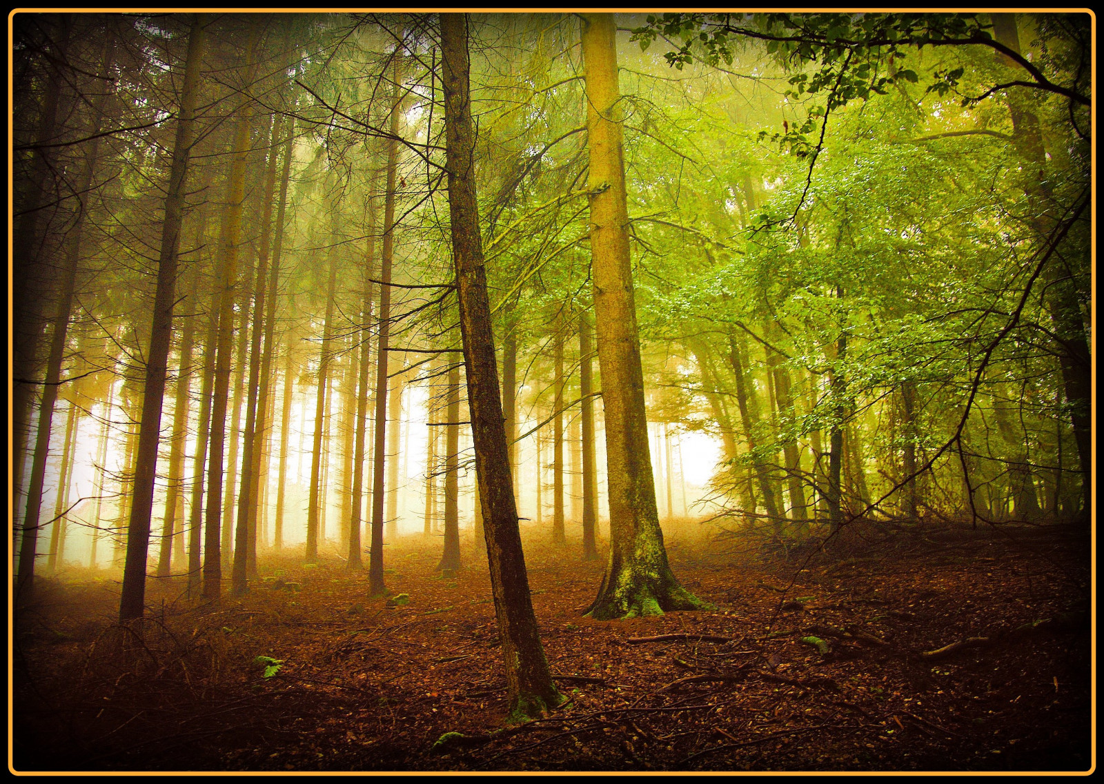 แสงแดด, ป่า, ธรรมชาติ, ไม้, สาขา, สีเขียว, เช้า, เยอรมนี, หมอก, ฤดูร้อน, ฝุ่น, ป่า, โคโลญ, ศิลปะ, เบา, ต้นไม้, ฤดูใบไม้ร่วง, หมอก, ใบไม้, ปลูก, ฤดู, ความคิดสร้างสรรค์, anawesomeshot, abigfave, theperfectphotographer, theunforgettablepictures, aplusphoto, golddragon, platinumphoto, damniwishidtakenthat, superaplus, Oberberg, ป่าไม้, ถิ่นที่อยู่, สภาพแวดล้อมทางธรรมชาติ, ปรากฏการณ์บรรยากาศ, วอลล์เปเปอร์คอมพิวเตอร์, ไม้ยืนต้น, ระบบนิเวศ, ผลัดใบ