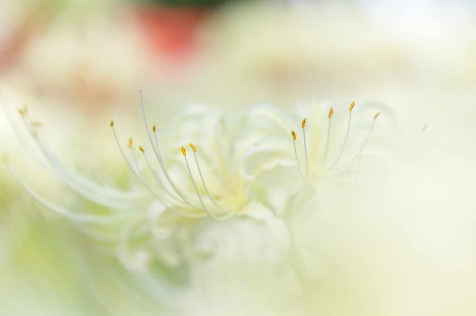 Wallpaper flowers, white, flower, macro, nature, Japan, Nikon