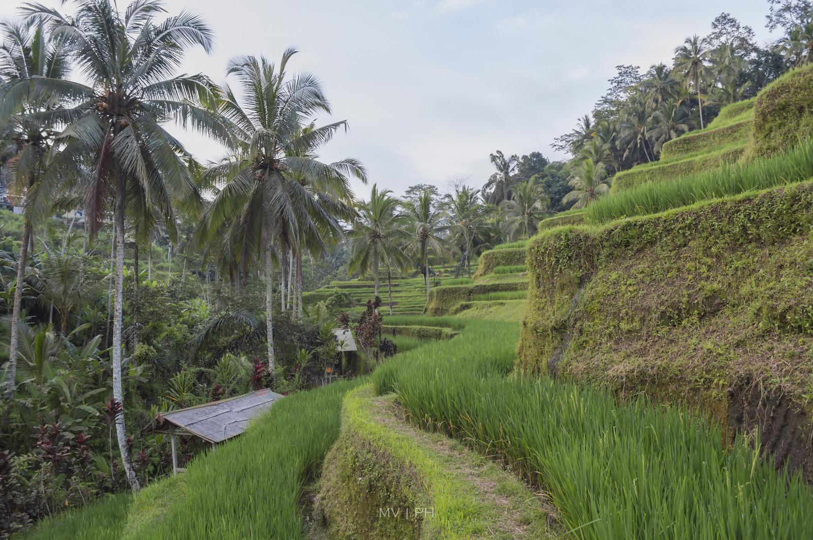 Tegalalang, Tegalalangriceterrace, rýžové pole, Rýže, rýže, Risaia, risaie, riso, Pozemky, Patrik, pole, terasa, terasy, Terrazzamenti, zemědělský, zemědělství, Agricoltura, hospodařit, zemědělec, zemědělství, Ubud, Bali, balinese, Indonésie, indonéština, Asie, asijský, asianethnicity, dlaněmi, natura, Příroda, zelená, cestovat, travelphoto, travelphotography, travelpicture, výlet, Viaggio, Fotografiadiviaggio, krajina, paesaggio, prozkoumal, badatel, průzkum, prozkoumat, exotický