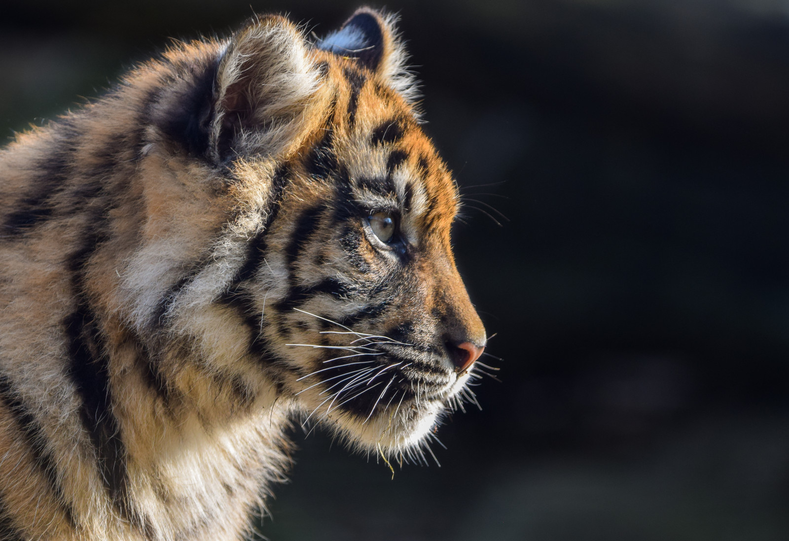 tráva, tygr, Volně žijících živočichů, Nikon, velké kočky, kníry, fauna, savec, d5300, zblízka, kočka jako savci, čenich, carnivoran, organismus, burgerszoo, Sumatrantiger, Tijger, Pantheratigrissumatrae, Sumatraansetijger, Tigredesumatra, terrestrial animal