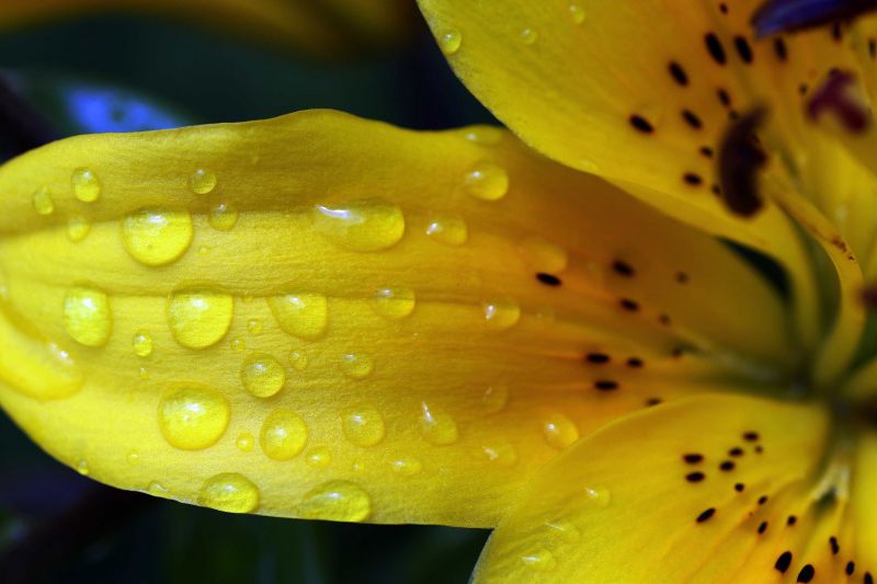 Nahansicht, Makro, Gelb, Fotografie, Grün, Kanon Nahansicht, Makro, Gelb, Fotografie, Grün, Kanon