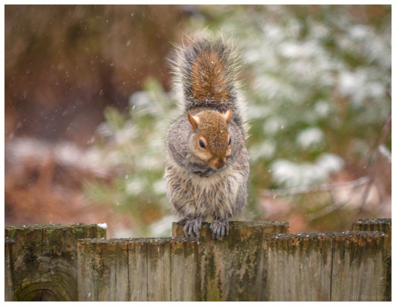 natura, la neve, scoiattolo, natura, recinto, barba, Panasonic, roditore, albero, fauna, mammifero, GH3, dmcgh3, volpe scoiattolo, grugno, organismo, 100300mm, terrestrial animal