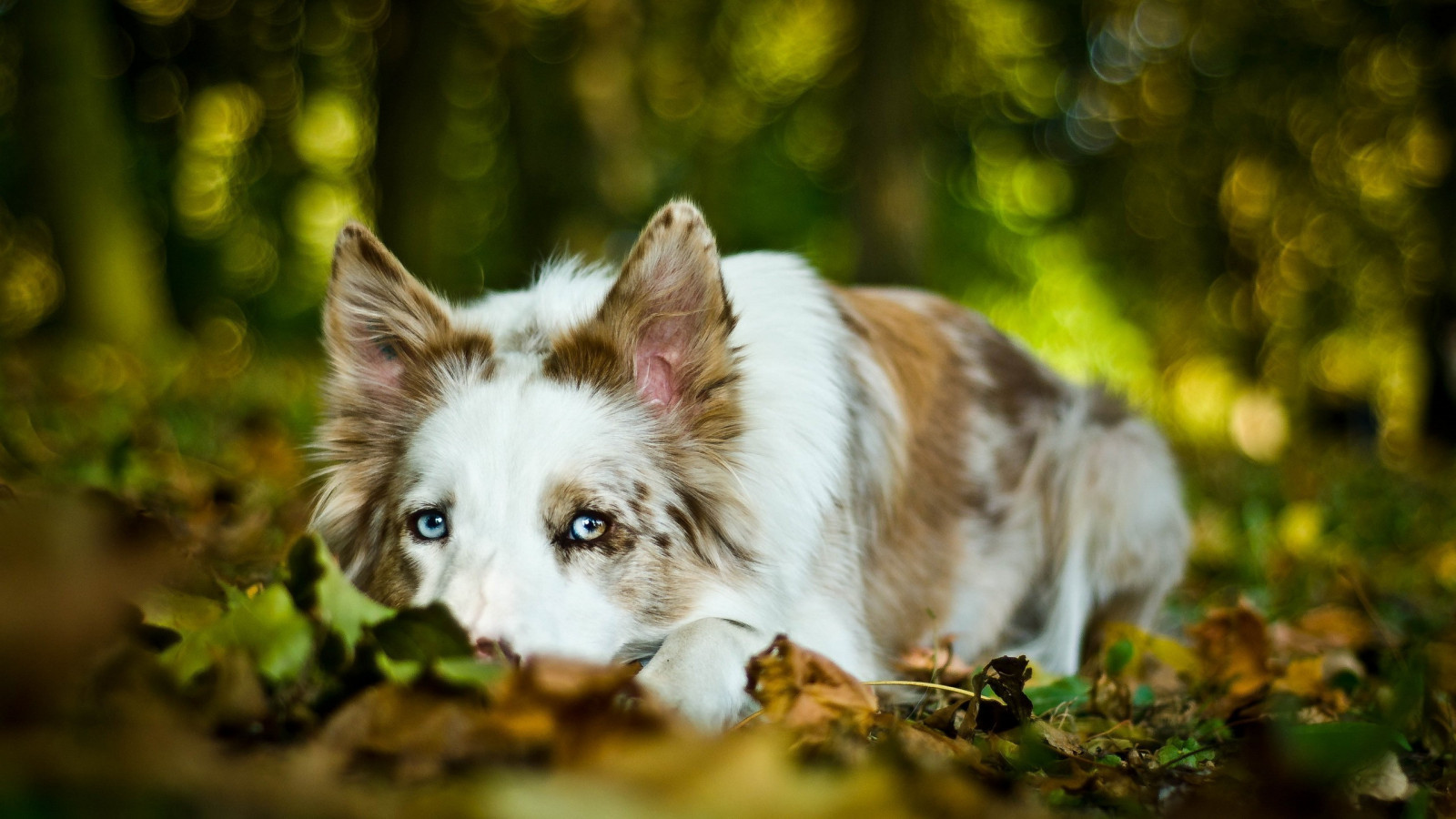 Unduh 300 Wallpaper Biru Anjing HD Unduh 300 Wallpaper Biru Anjing HD