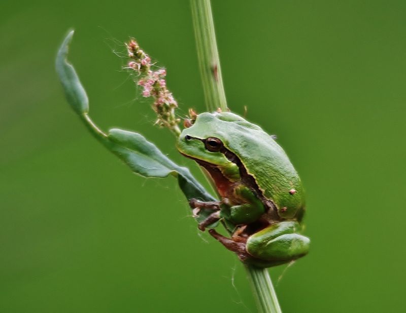 βάτραχος, Frosch, Laubfrosch βάτραχος, Frosch, Laubfrosch