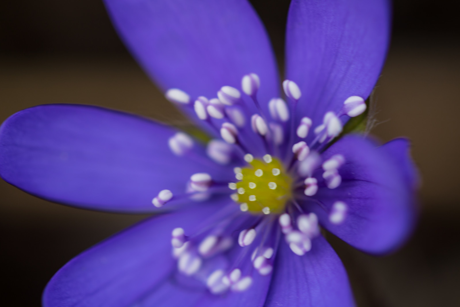 fotografování, nachový, modrý, květ, jaro, krokus, barva, květ, rostlina, flóra, Blomma, Lund, botaniskatr dg rden, v r, Botanická zahrada, okvětní lístek, hepatica, blueanemone, bl sippa, divoká rostlina, zblízka, makro fotografie