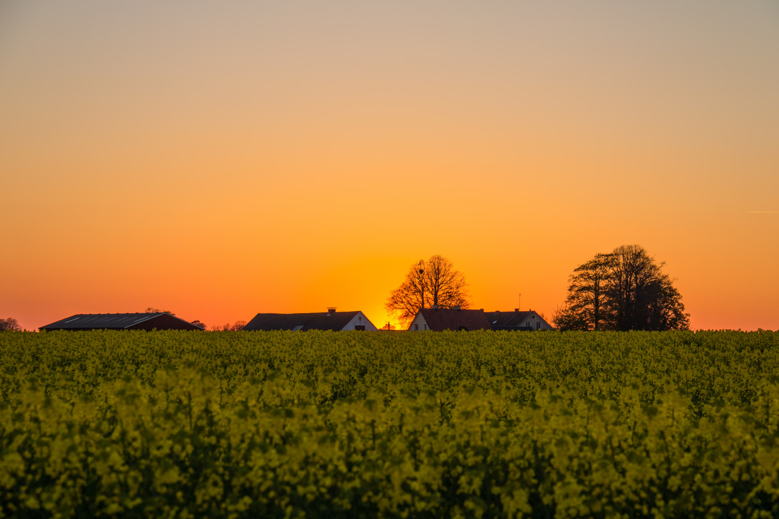 slunečnímu záření, krajina, jídlo, západ slunce, kopec, Příroda, nebe, pole, svítání, žlutý, večer, ráno, slunce, horizont, soumrak, řepkového, mrak, květ, svítání, lučina, rostlina, solnedg ng, venkov, landsbygd, nárazy, f lt, s dersl tt, landskap, řepka, rapefield, zemědělství, louka, prostý, prérie, oříznutí, venkov, vyrobit, odlesk, suchozemská rostlina, kvetoucí rostlina, ekosystém, tráva rodina, brassica, hořčice závod
