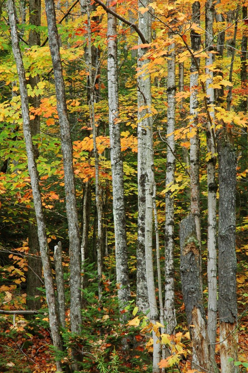 2000x3008 px, bosque, naturaleza, Árboles 2000x3008 px, bosque, naturaleza, Árboles