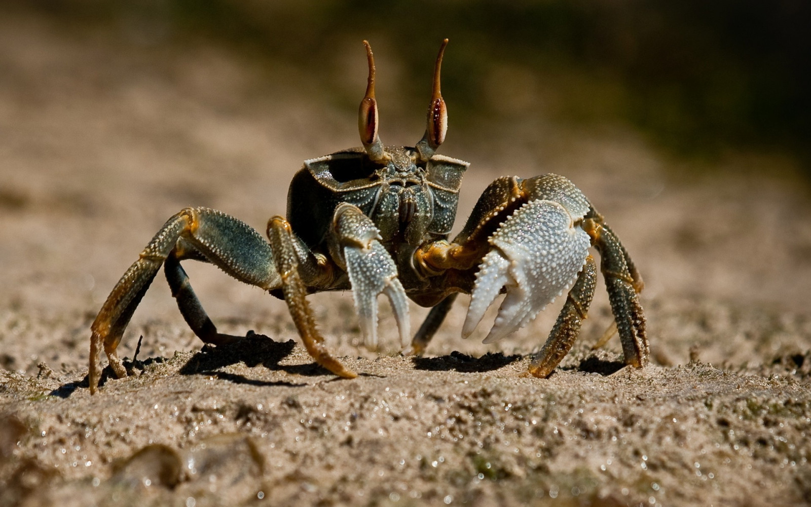 zvěř, jídlo, Příroda, hmyz, Volně žijících živočichů, krabi, plody moře, Ocypode, ghost krab, krab, fauna, 1920x1200 px, zblízka, makro fotografie, bezobratlý, členovců, zdroj živočišných potravin, Decapoda, korýš, ocypodidae, krab bojovný