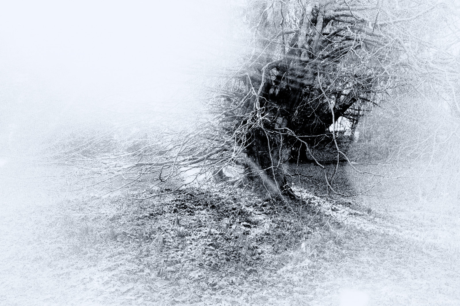 stromy, bouřka, Příroda, venku, experimentální, větve, obilí, expresivní, přeexponovaný, během dne, highkey, paprsky, zrnitý, Bouře, raysoflight, rx1, heavyprocessing, stormoflight, lichtsturm