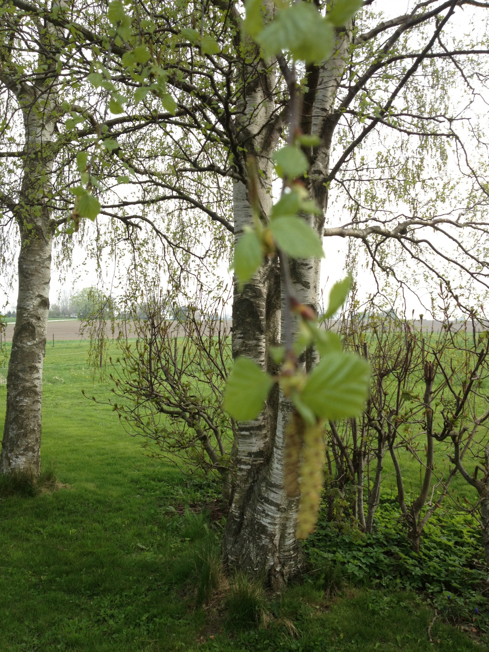 Wallpaper branch, green, blossom, birch, tree, leaf, flower, flora