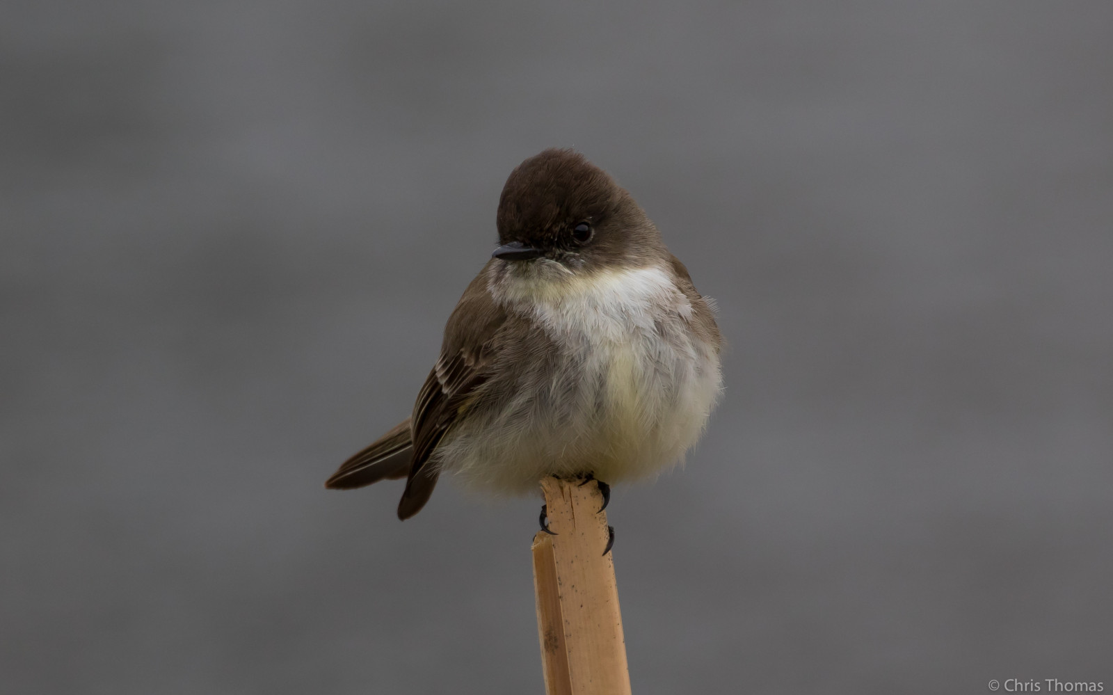 easternphoebe, Phoebe, loantakapond, loantakabrookreservation, loantaka, fugl, fugle, Fugleopdræt, birder, Fuglekiggeri, aviær, ornitologi