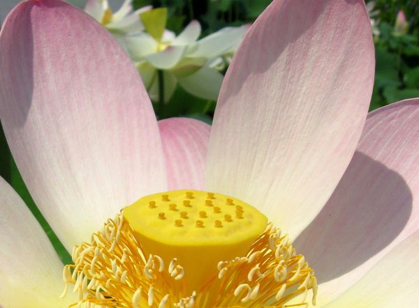 flowers,macro,Lotus,waterlilies,pointshoot,nybg