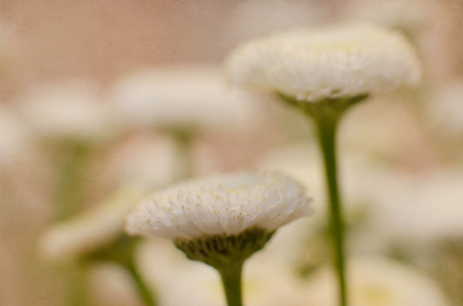 fiori, natura morta, bianca, piccolo, textures, strutturato, carta moschicida, magicunicornverybest