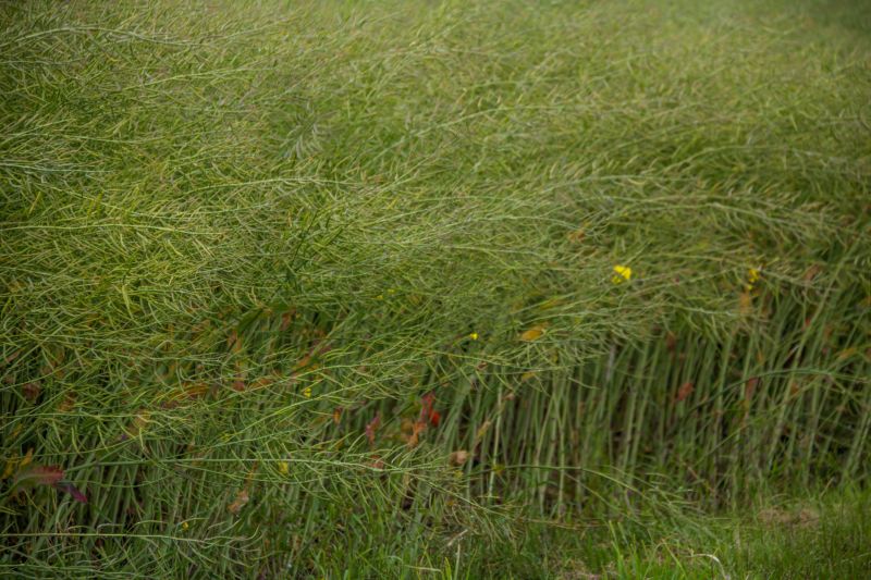 草,フィールド,緑,花,葉,草原