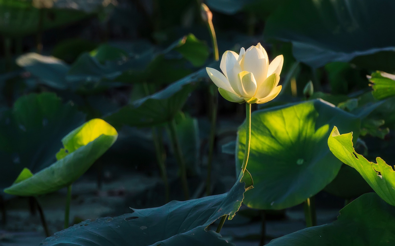 listy, květiny, Příroda, rostliny, fotografování, zelená, žlutý, Lotus, list, květ, rostlina, flóra, okvětní lístek, 2560x1600 px, botanika, suchozemská rostlina, kvetoucí rostlina, makro fotografie, vodních rostlin, posvátný lotos, lotus rodina, arum