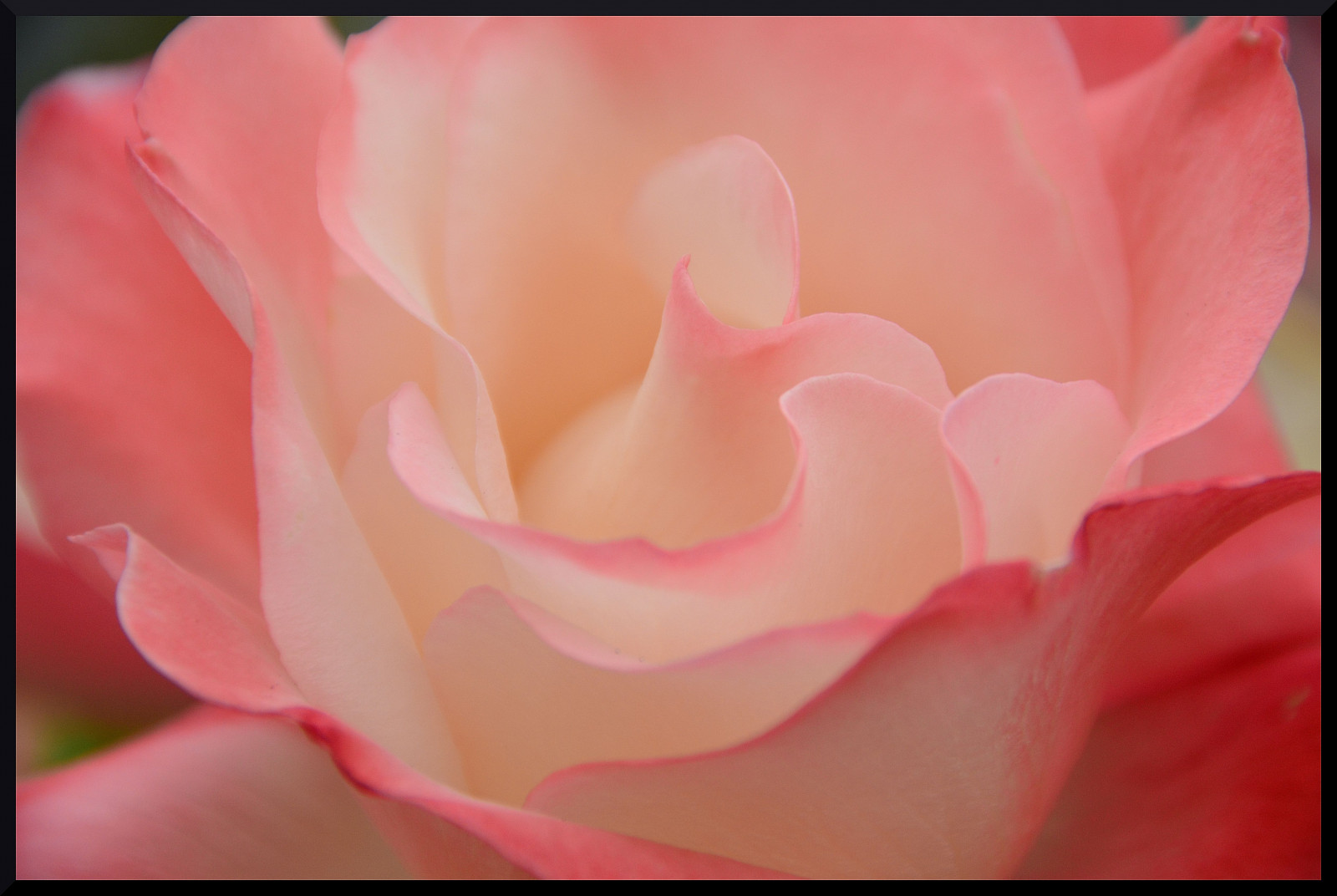 růžový, květiny, Červené, divoký, květ, makro, UMĚNÍ, Příroda, růže, Amerika, Lístky, Nikon, GIMP, fotografie, majestátní, geo, cokoliv, 702, photograghy, 15challengeswinner, fotocompetition, fotocompetitionbronze